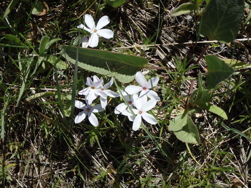 GDMBR: White Flower.